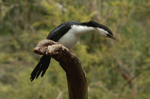 cormorant bird limb