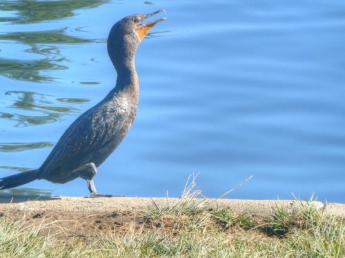 Cormorant Bird