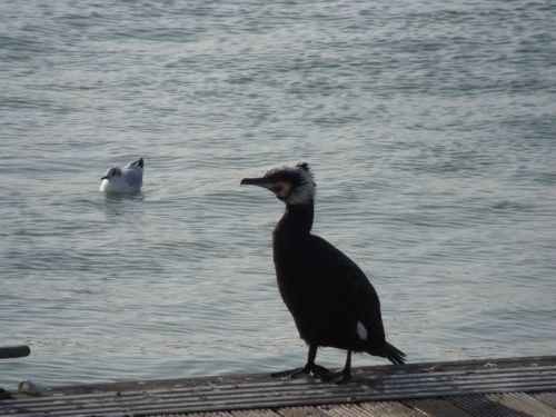 Cormorant