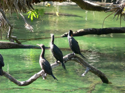 cormorants birds springs