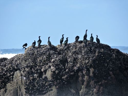 cormorants pelagic cormorants pelagic