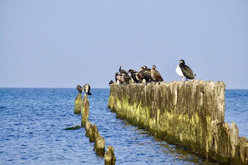 cormorants sea birds waterfowl