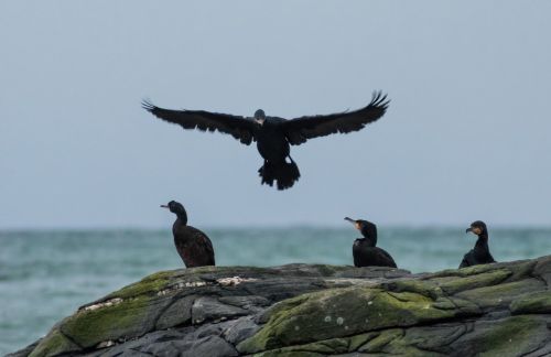 cormorants skarver bird