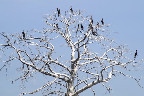cormorants  black cormorant  phalacrocorax carbo