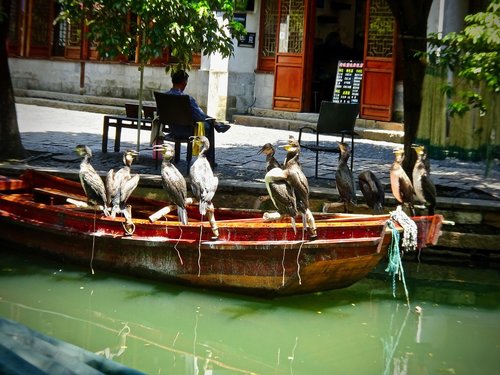 cormorants  birds  water