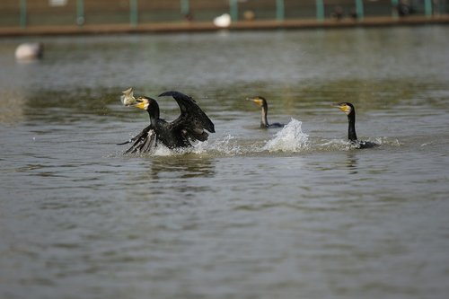 cormorants  hunt  hunting