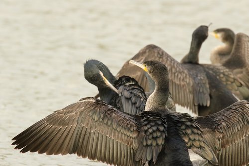 cormorants  birds  wings