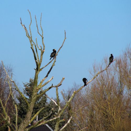 cormorants birds water bird