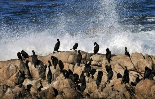 Cormorants And The Sea