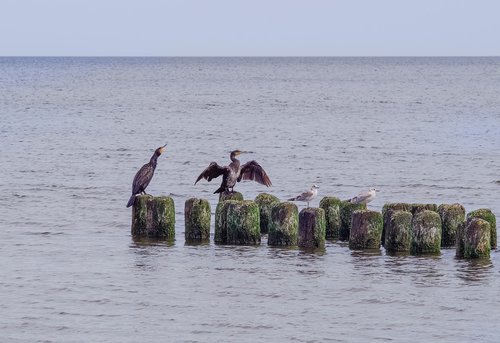 cormorants on the sea  cormorant  breakwater