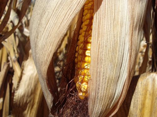 corn stalk cob