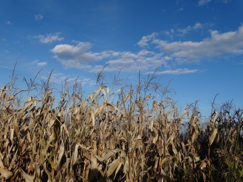 corn field harvest