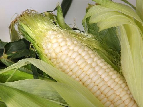 corn cone food