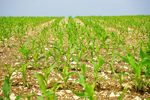 corn field arable