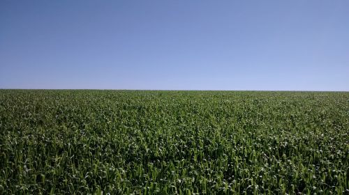 corn agriculture crop