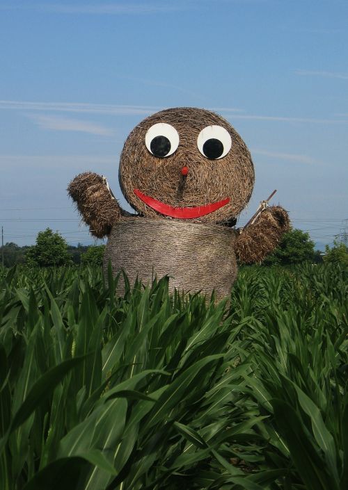 corn cornfield straw