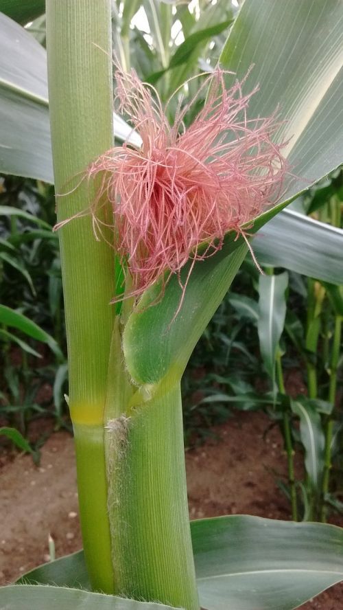 corn nature agriculture