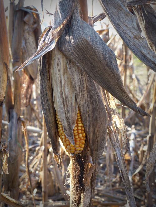 corn dry corn on the cob