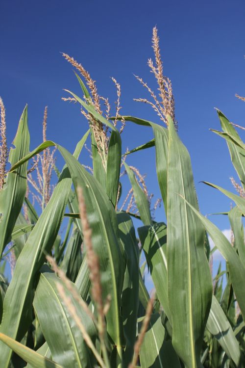 corn missouri agriculture