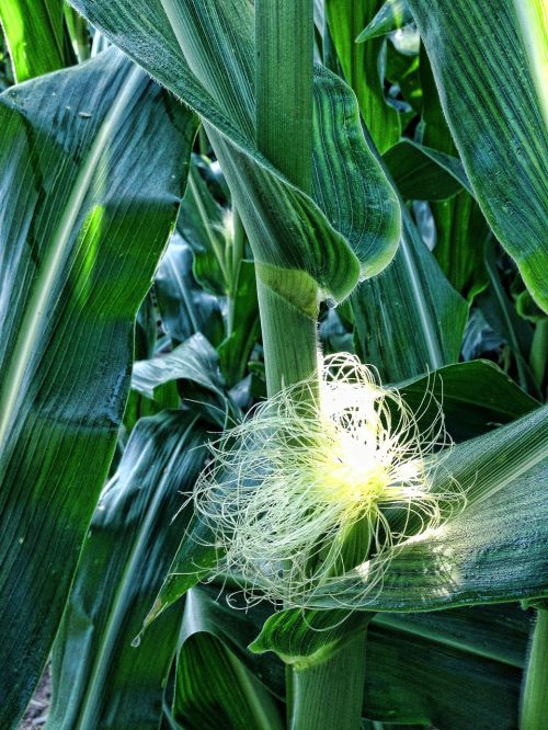 corn silk ears