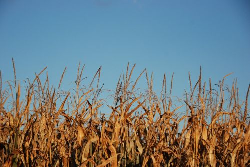 corn harvest food