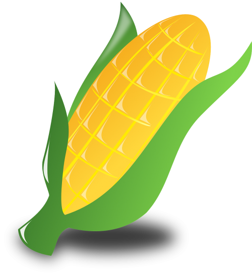 corn crop harvest