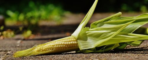 corn young vegetables