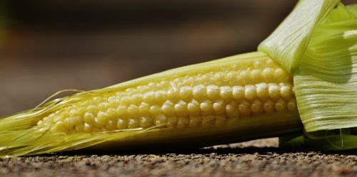 corn young vegetables