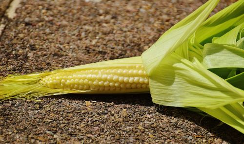 corn young vegetables