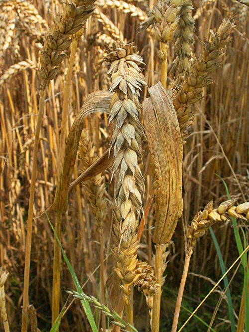 corn field agriculture