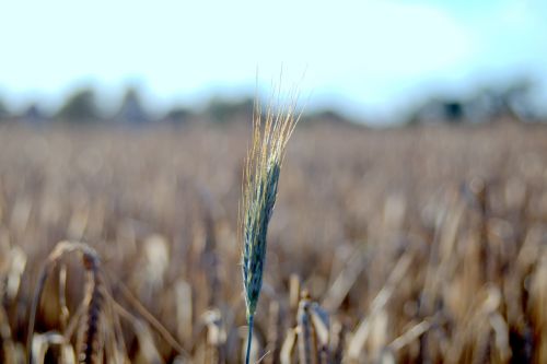 harvest festival collections corn