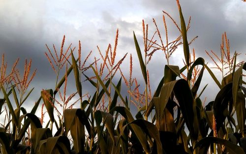 corn culture agricultural