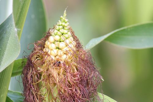 corn corn hair corn on the cob hair