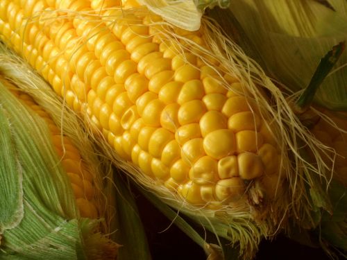corn the ear yellow