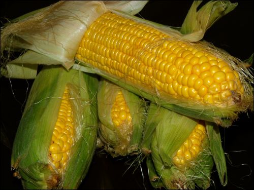 corn the ear harvest