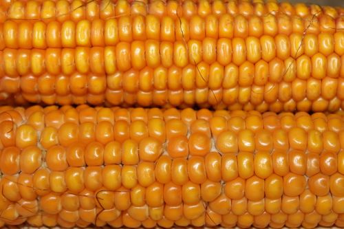 corn corn on the cob vegetables