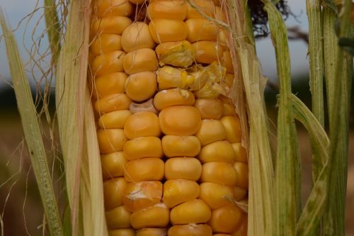 corn dry agriculture