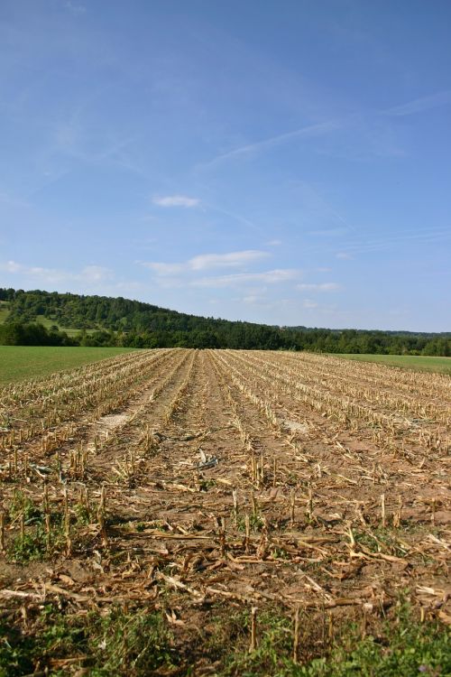 corn cornfield harvest