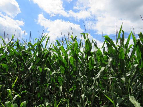 corn wisconsin agriculture