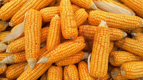 corn food organic