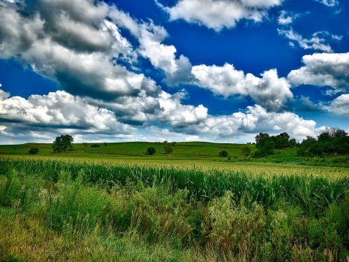 corn cornfield field