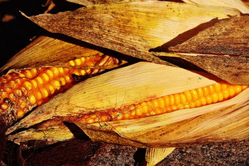 corn vegetables food