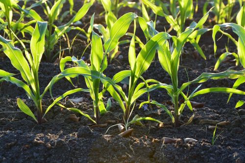 corn agriculture soil