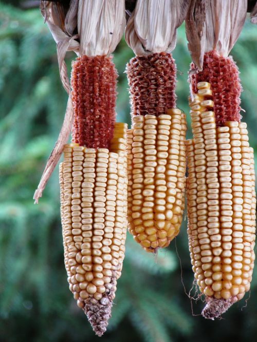 corn dry crop