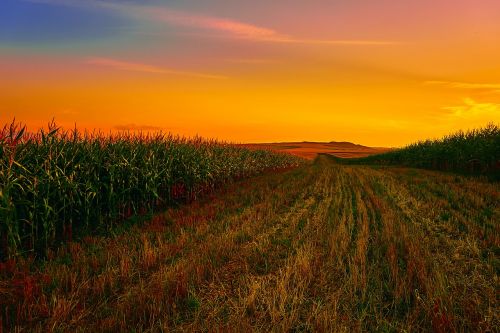 corn field cornfield