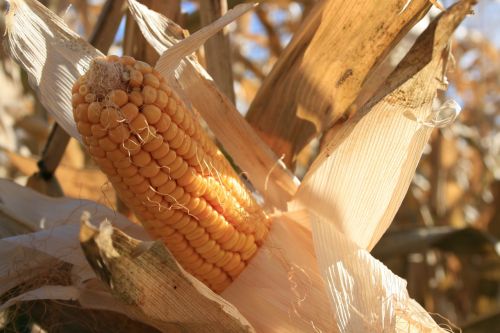 corn harvest food