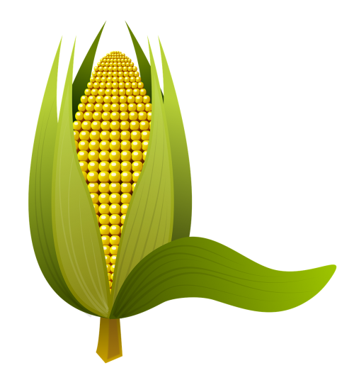 corn tenon corn cob