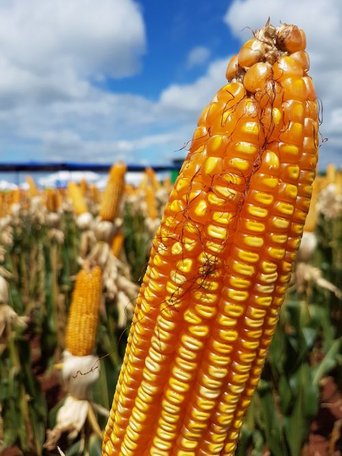 corn plantation rural