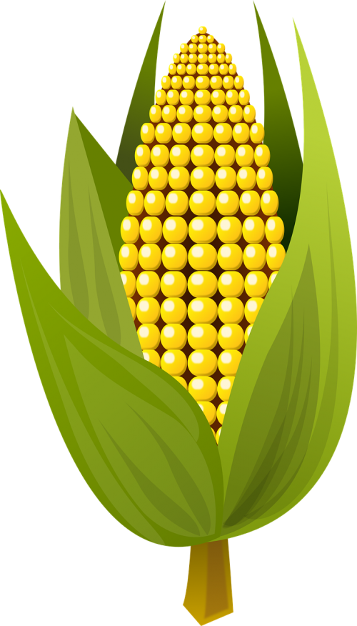 corn food fruit