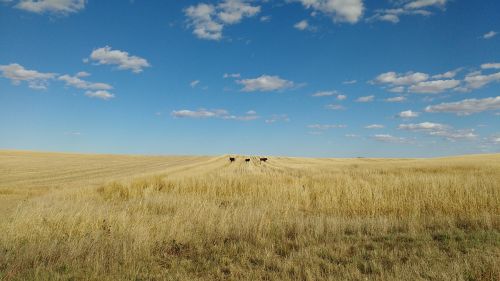 corn sky land